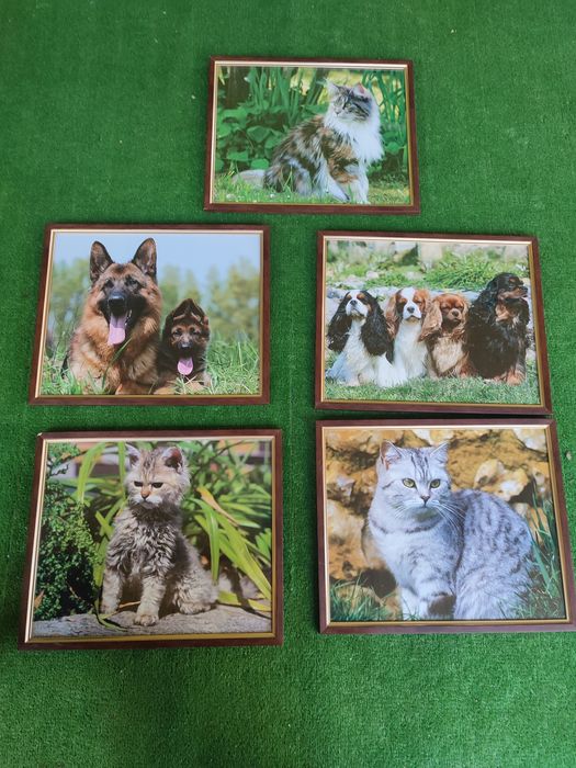 Tablouri animale pisica ,catei