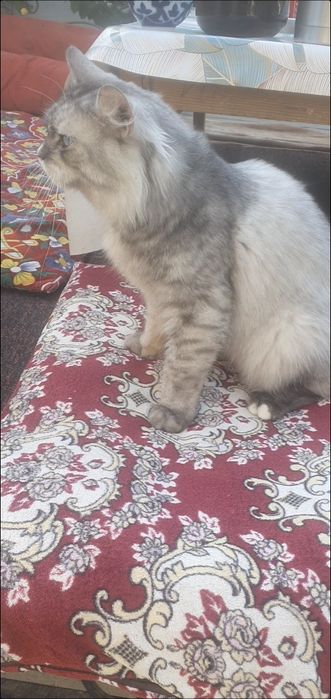 Skotsh strayt erkak mushuk moviy koz