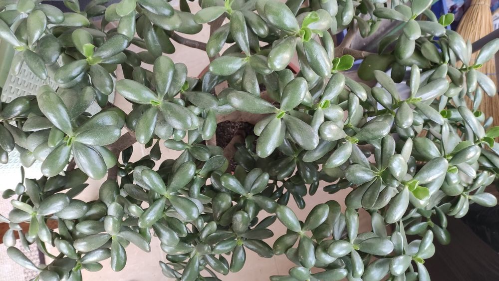 Дърво на живота 75 см