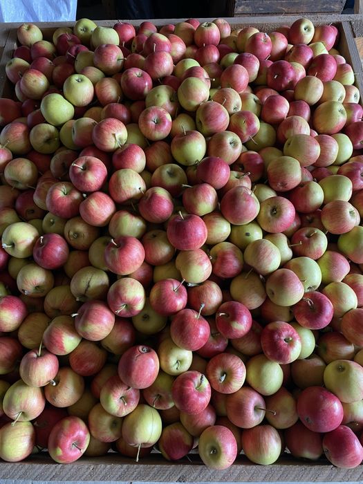 Mere de vanzare soiul Jonagold