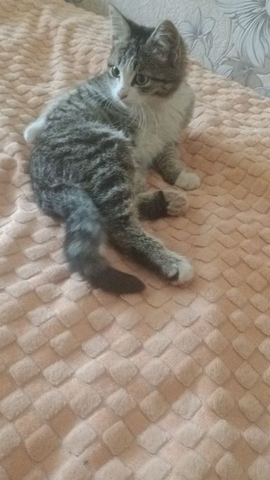 отдам кота в добрые руки