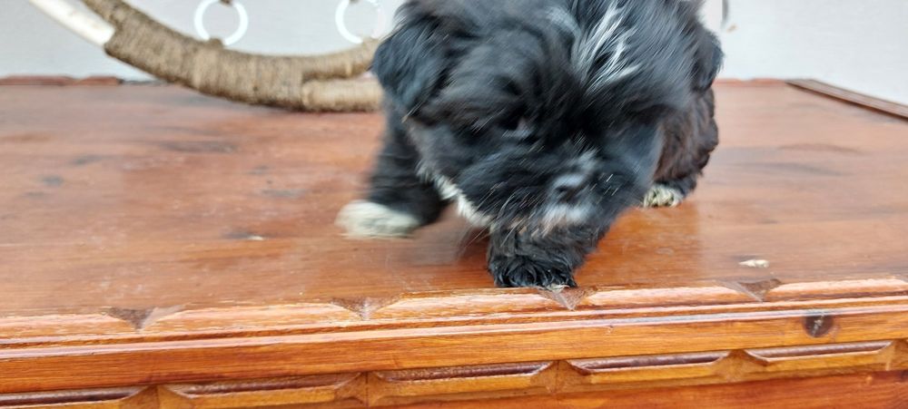 Donez căței Shih tzu