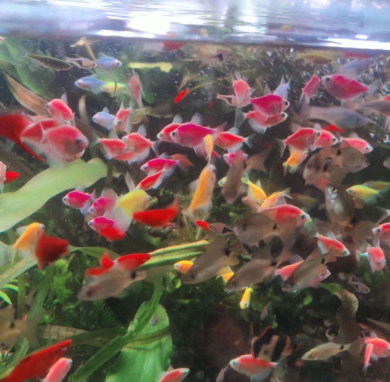 Pesti  acvariu diverse specii