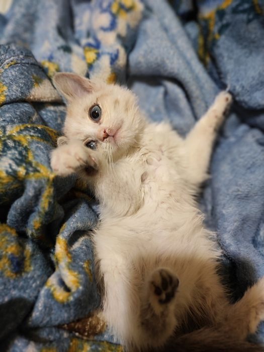 Отдам в хорошие руки котенка шотландско-британский 1,5 месячная