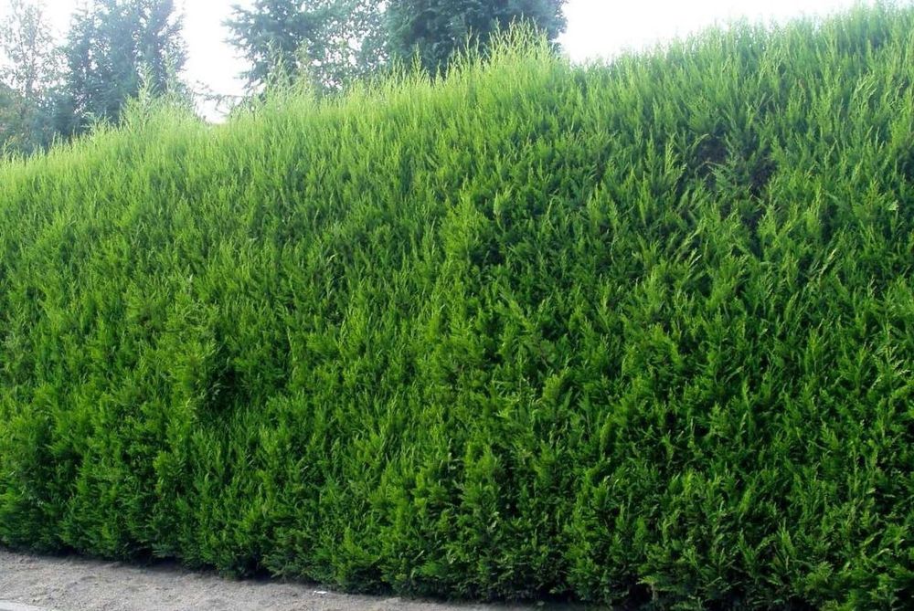 Gard viu verde vesnic, verde si iarna, leylandii, tuia. Nu beton