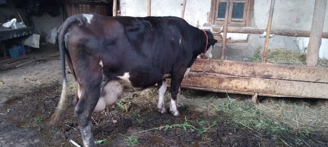 Vaca de lapte baltata