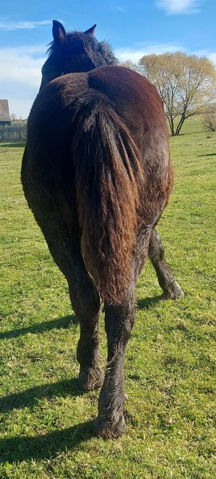 Vând mânz (armasar)