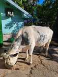 Vaca Bleu Belge.
