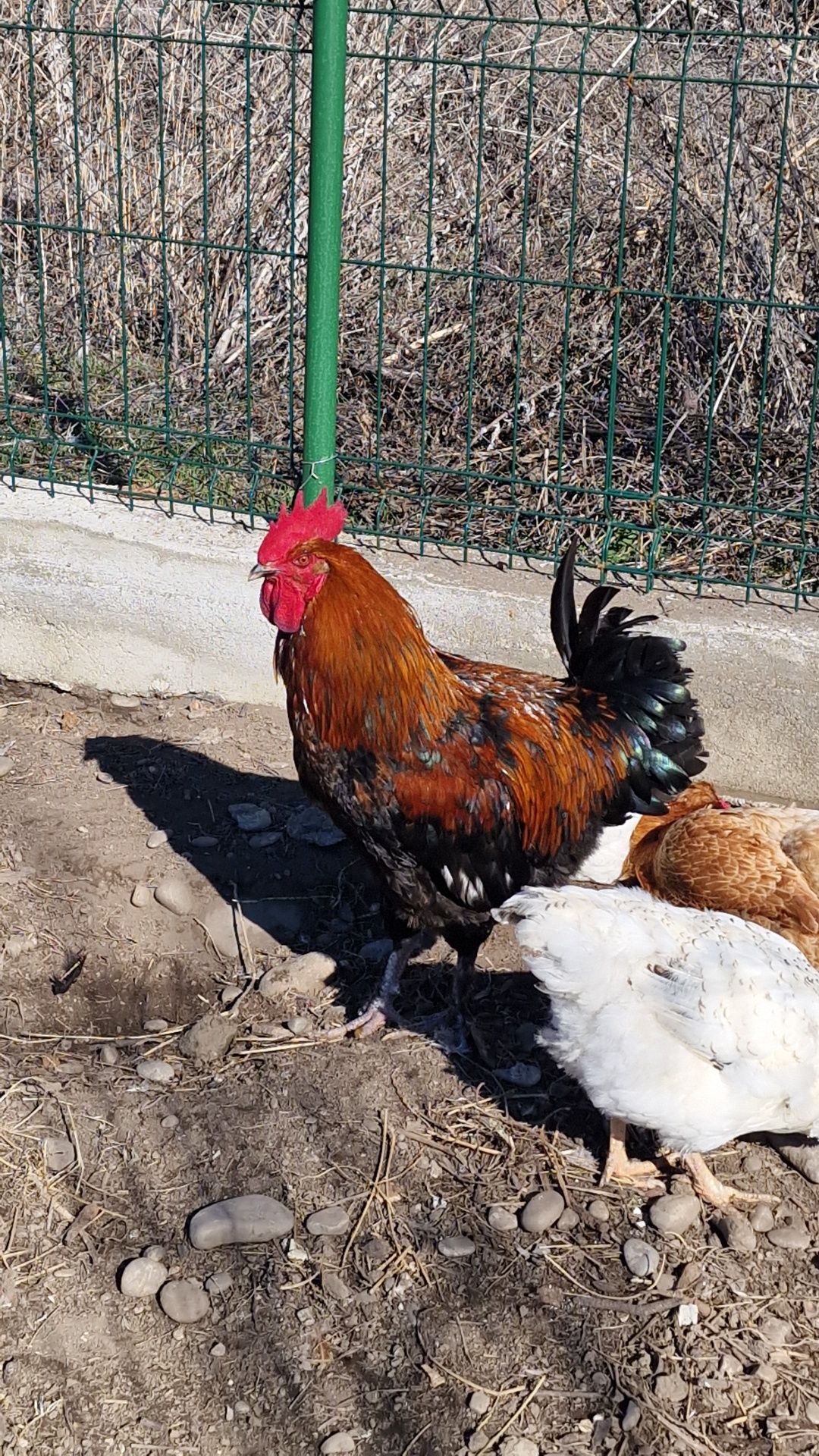 Cocoș Marans 2023