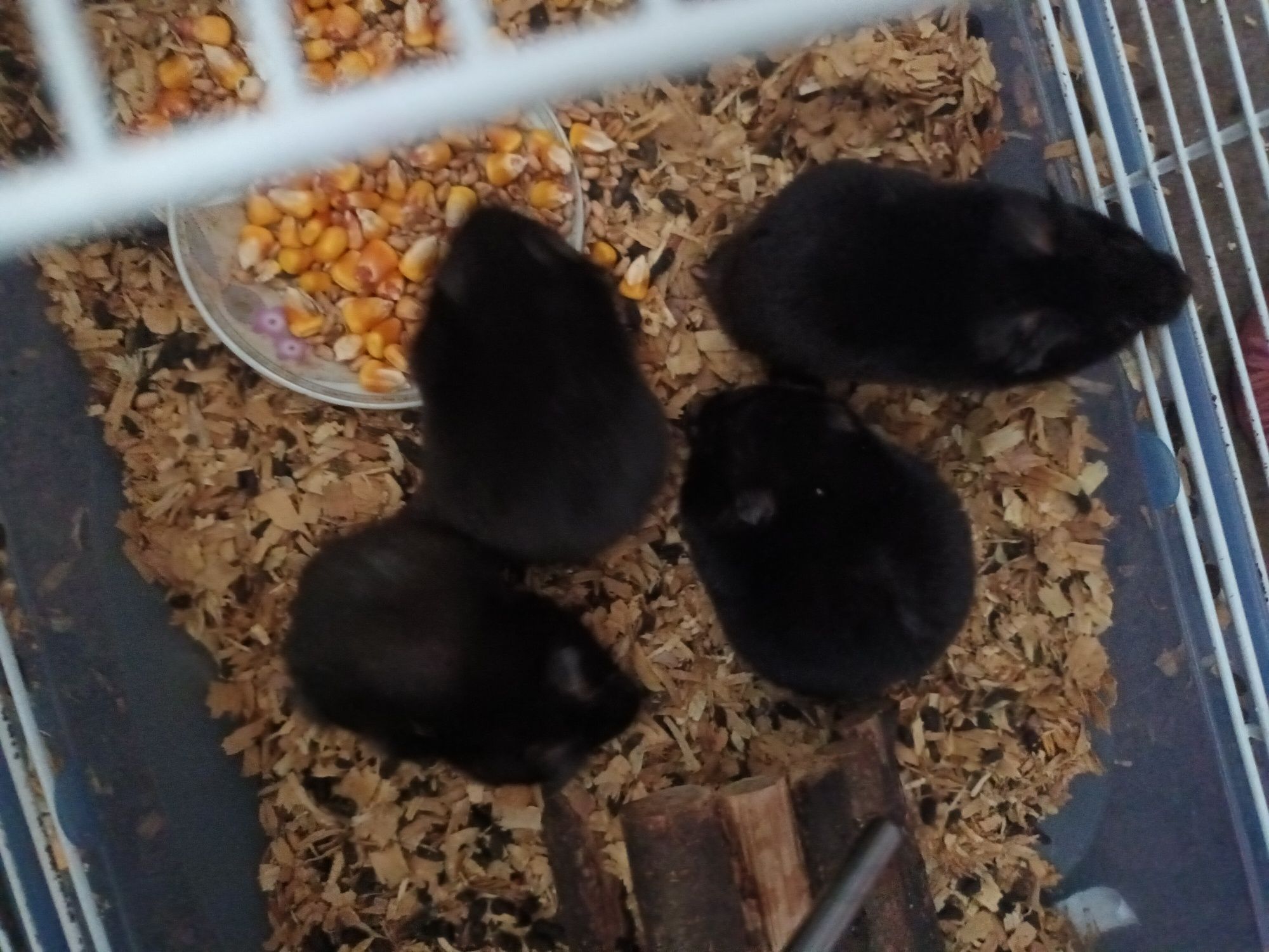 Hamsteri adulți  9 bucăți
