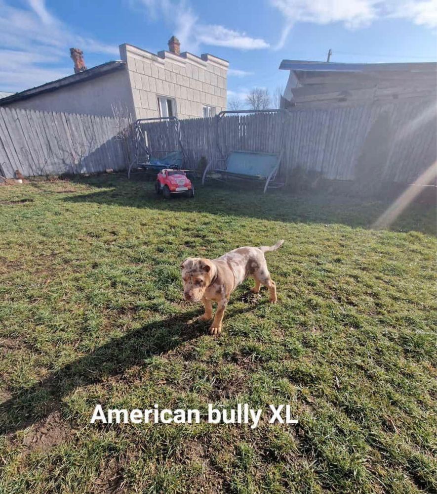 Cățel American bully XL