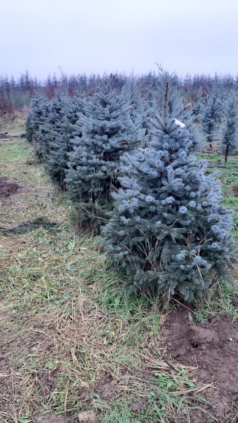 Pepinieră,plante ornamentale,tuhia,globular,pom pon,spirală,arțar,etc.