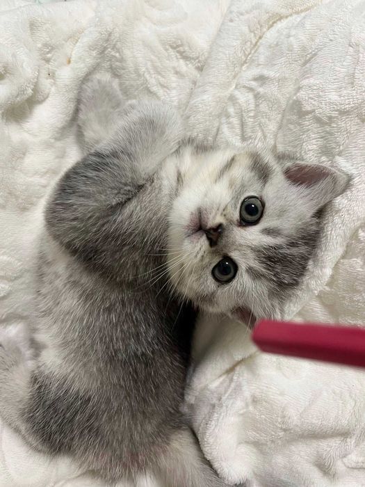 Котета - британски късокосмести