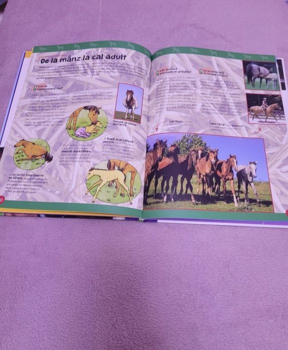 Carte+ Cal de jucarie