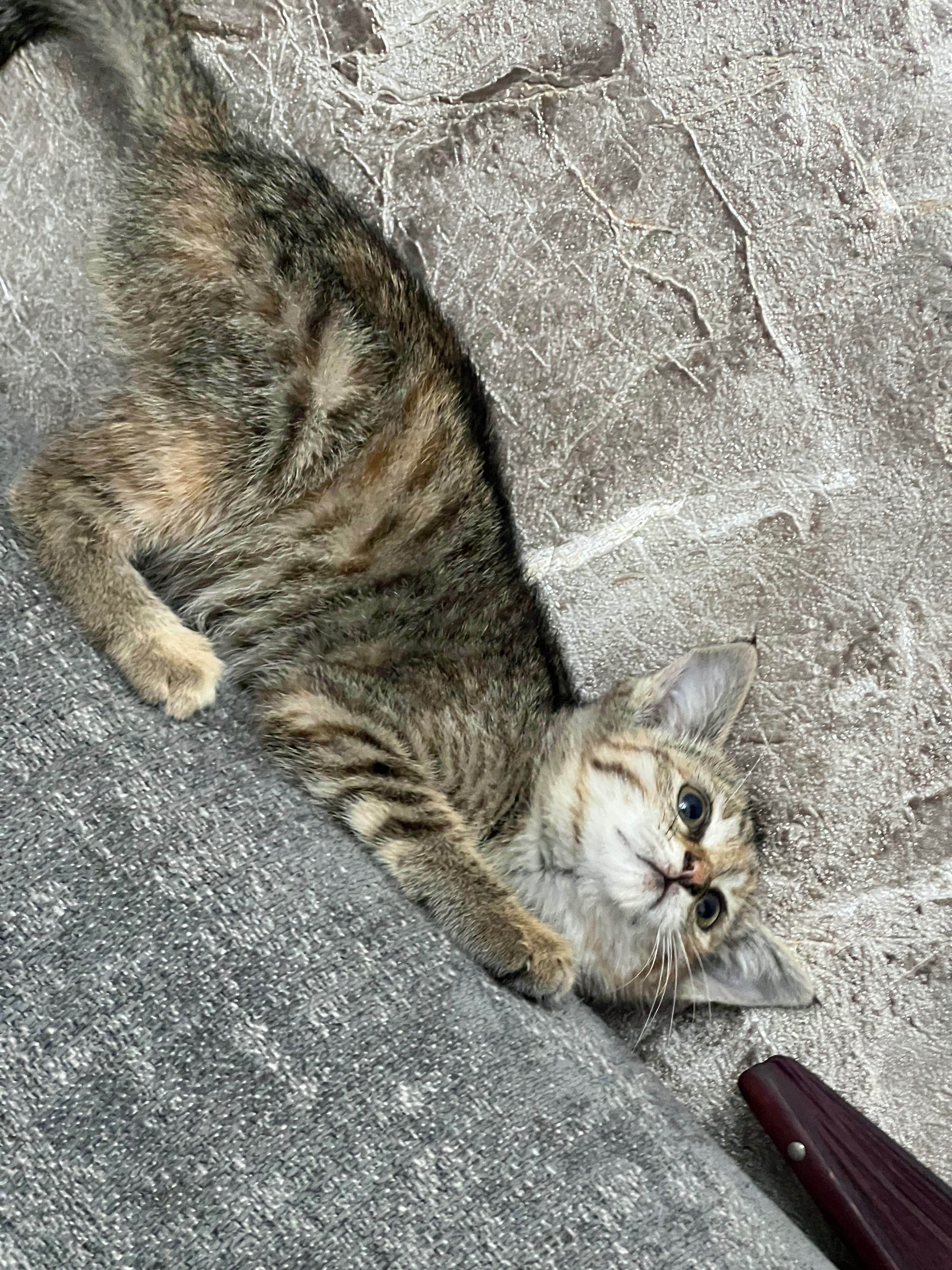 Котята маленькие домашние