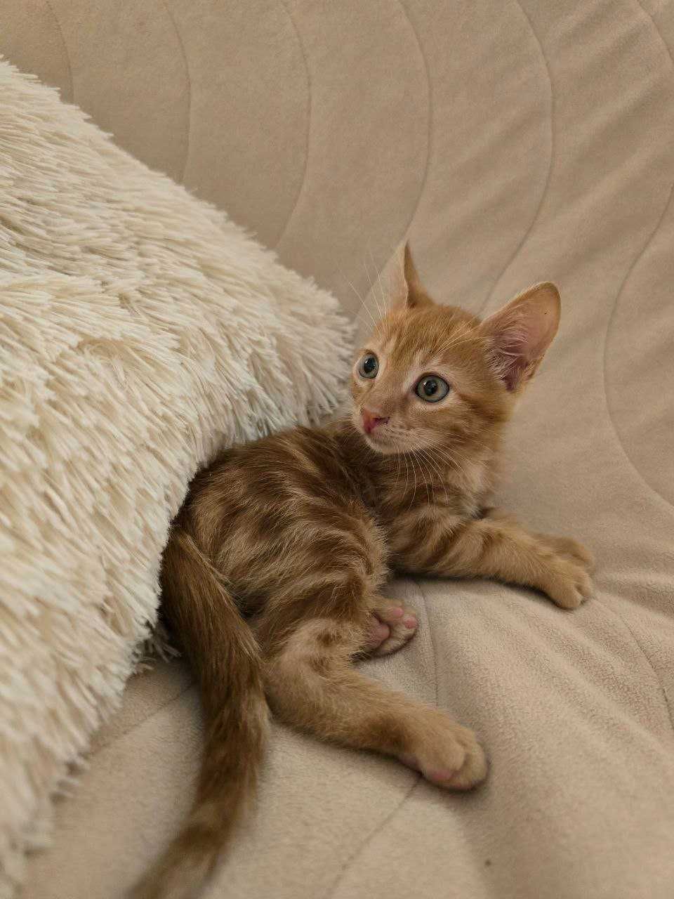Галящо женско котенце с окраска на дива котка търси дом