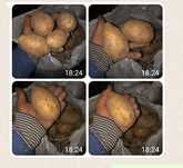 Картофель картошка продам мешками