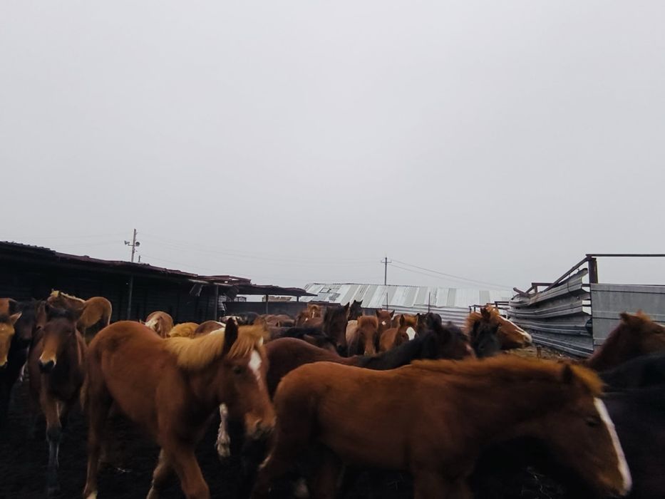 Продам лошадей 50 голов