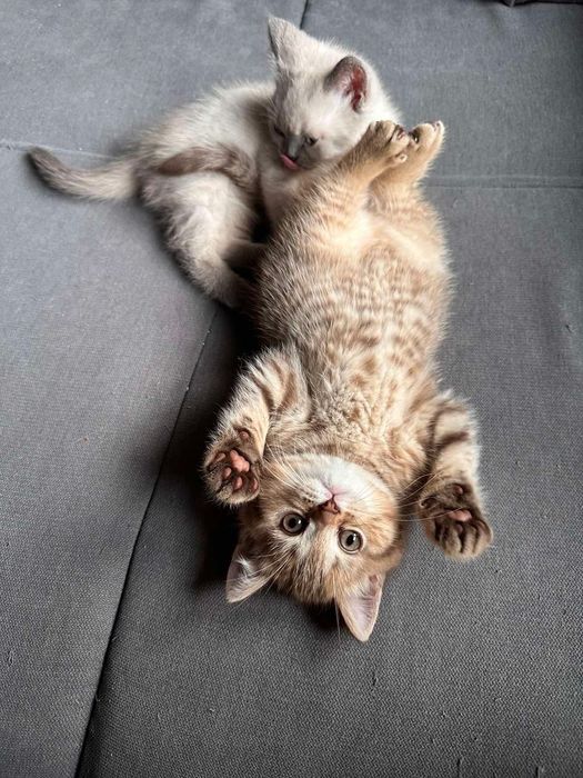 Британски късокосмести