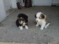 Ofer spre adoptie
