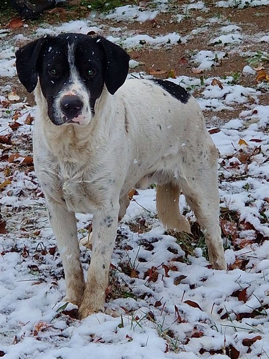 Спаниель русский