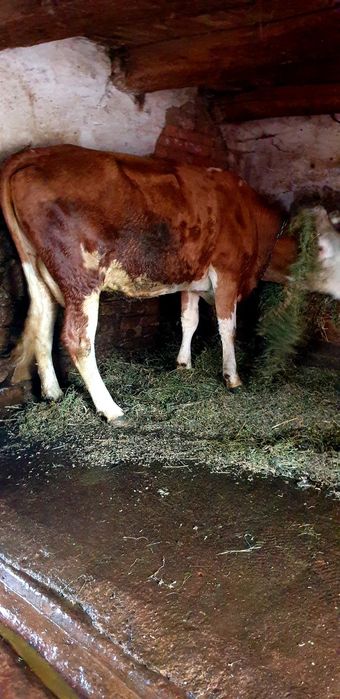 Vand o junica balțata românească cu vitea lângă ia fătat recent