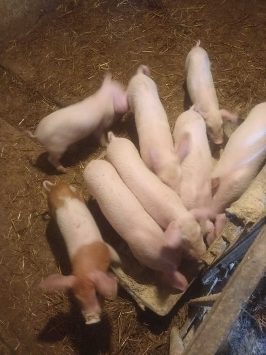 Малки прасенца около 15кг +-2кг