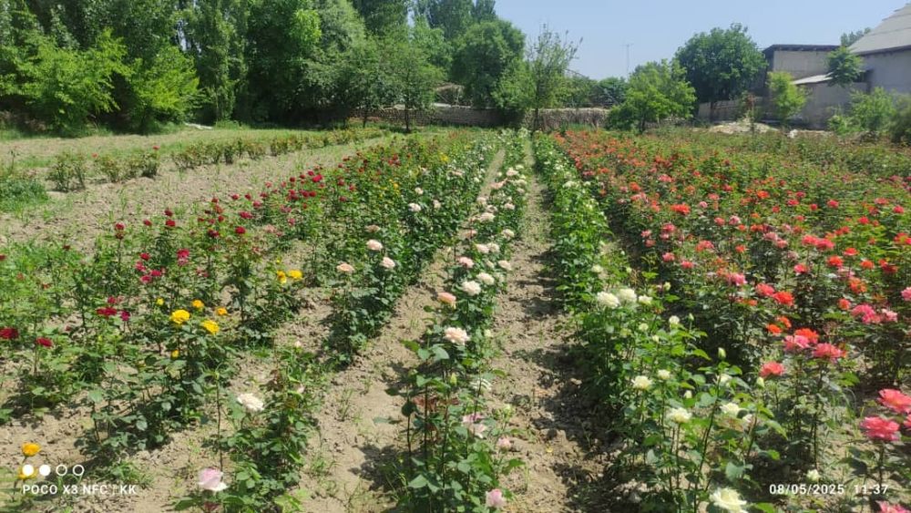 2.500 so'm kelishamz