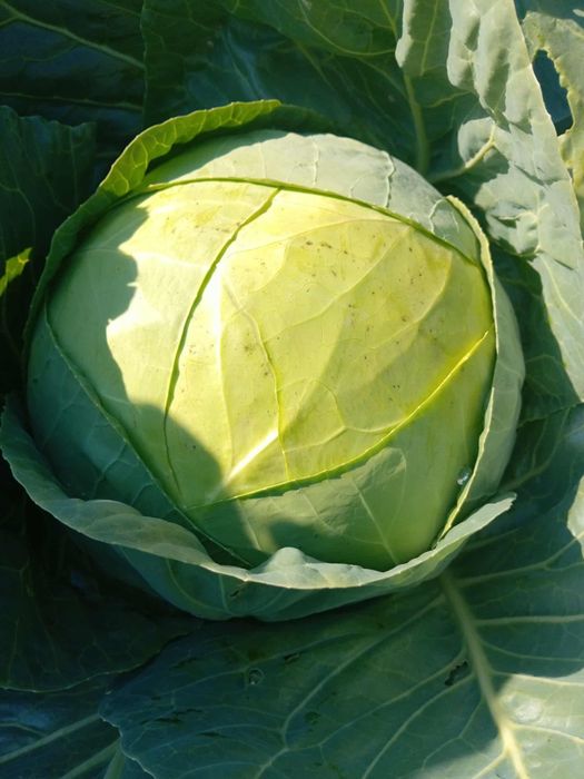 Varza de buzau de vanzare cantitate mare