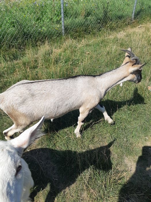 2 iedute de vânzare