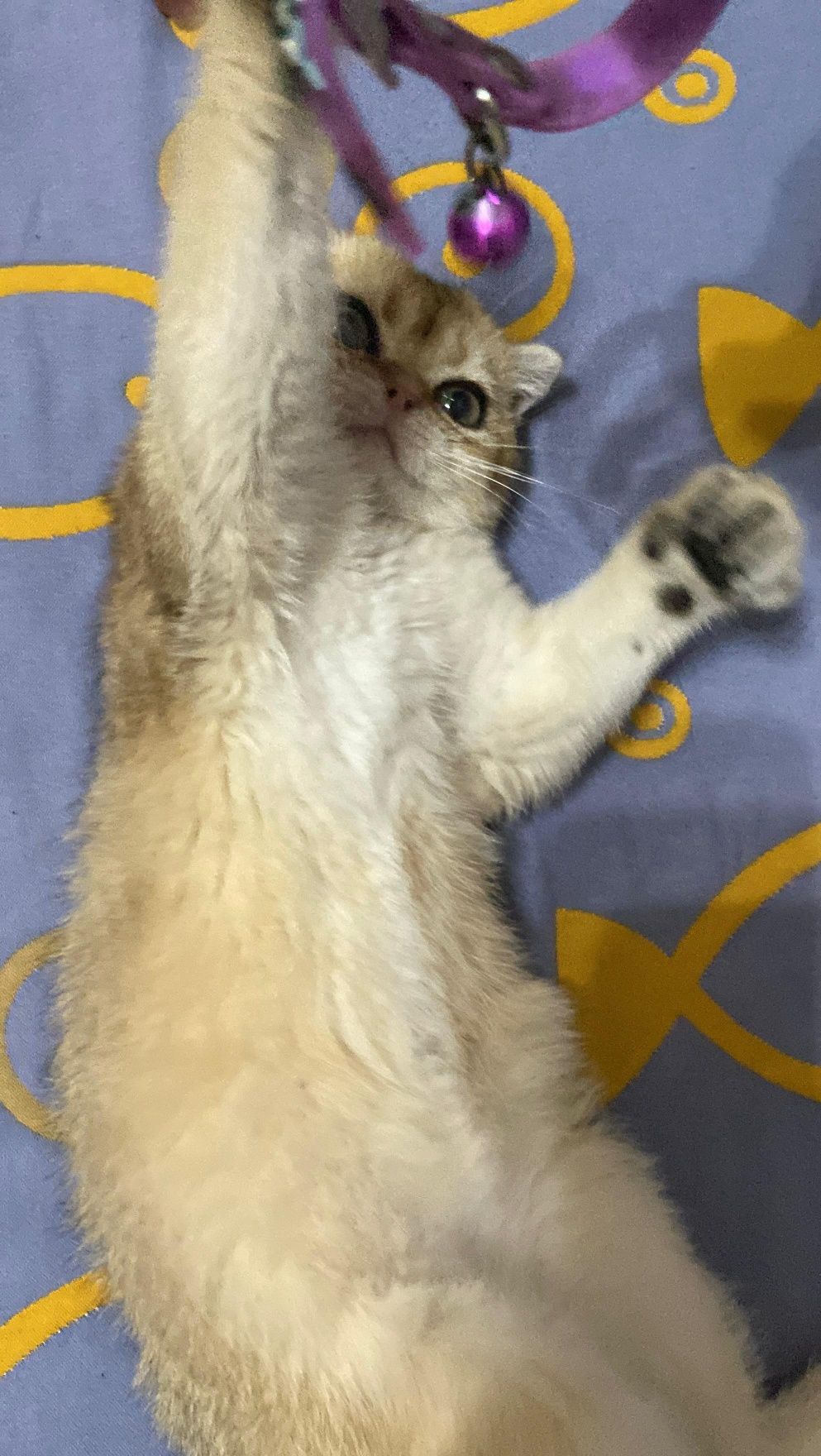 Продаётся котёнок