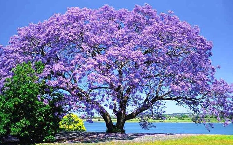 Blue jacaranda .