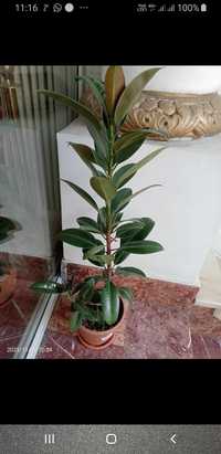 Ficus la 90 cm.in ghiveci