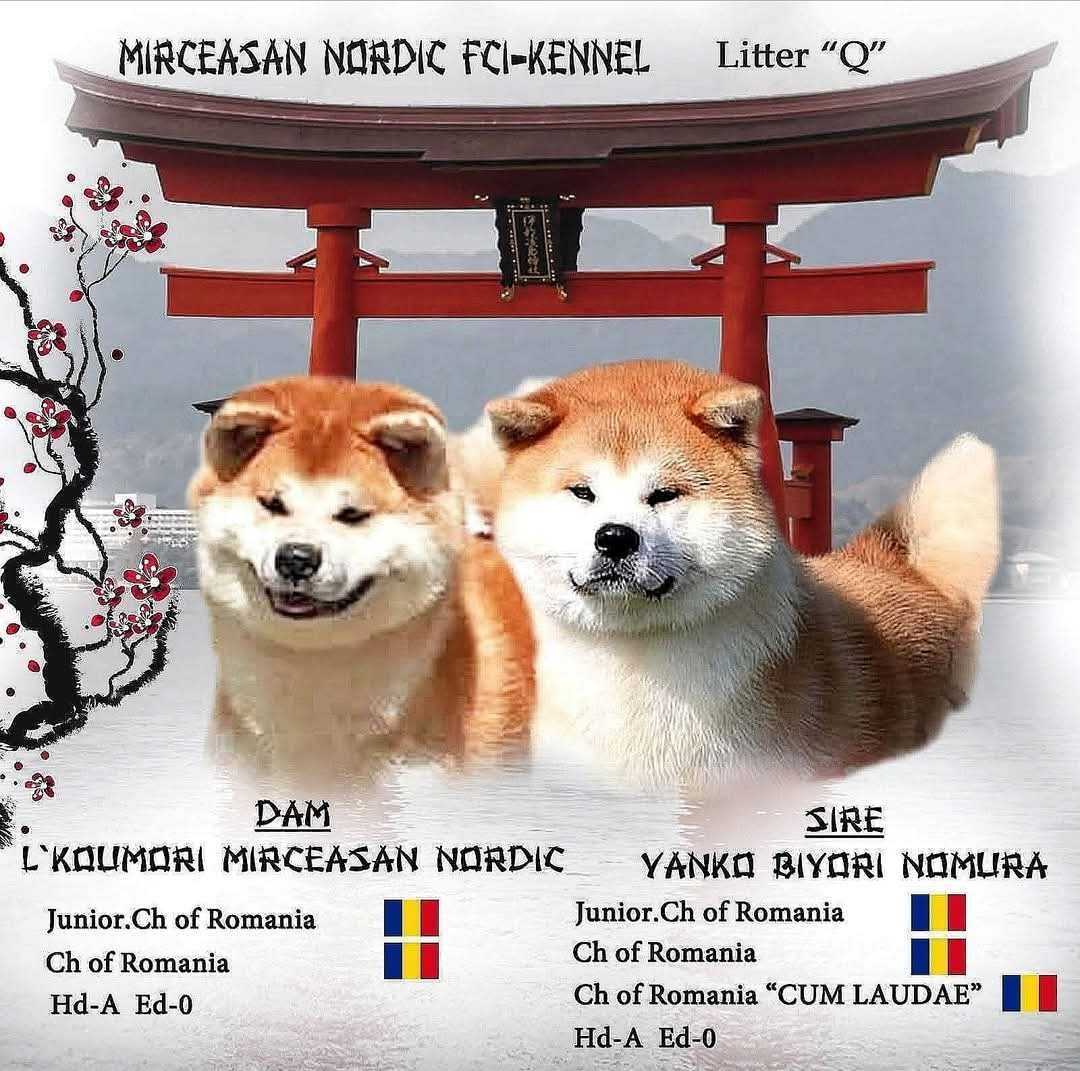 Catelus Akita inu, părinți multipli campioni!