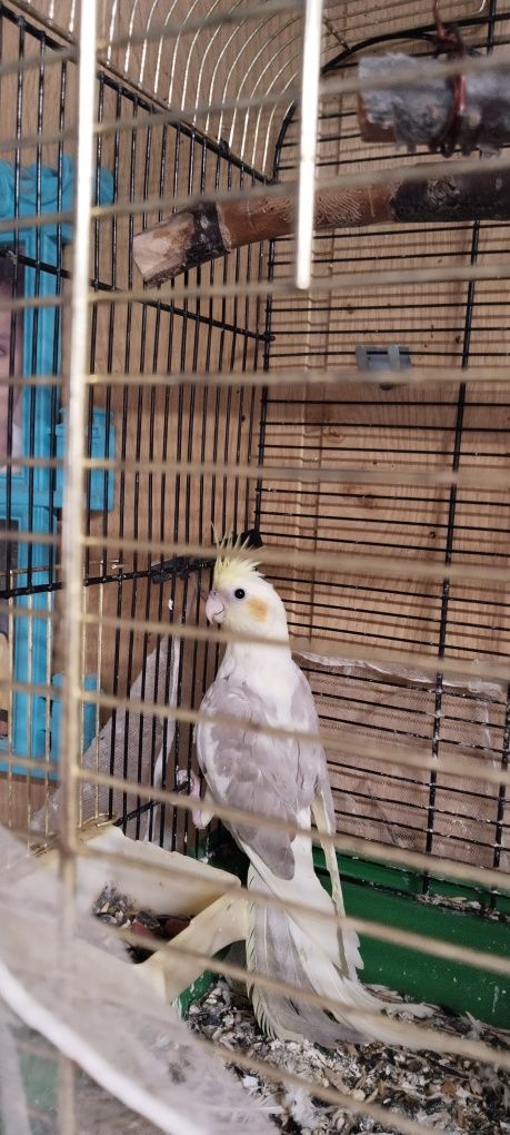 Продам попугаев Кареллы
