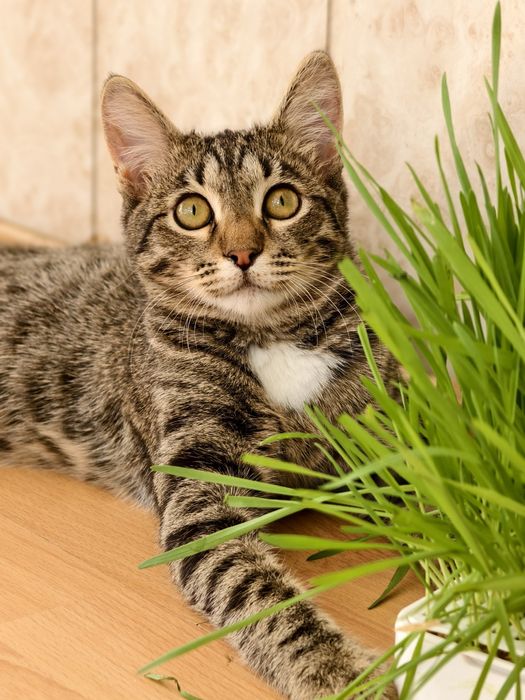 Котенок в хорошие руки