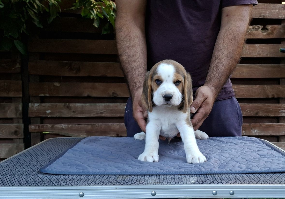 Pui Beagle tricolor din părinți cu pedigree