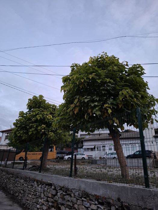 Каталпа кълбовидна фиданки