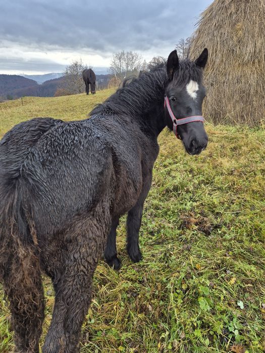 Vând doi mânji de 5-6 luni