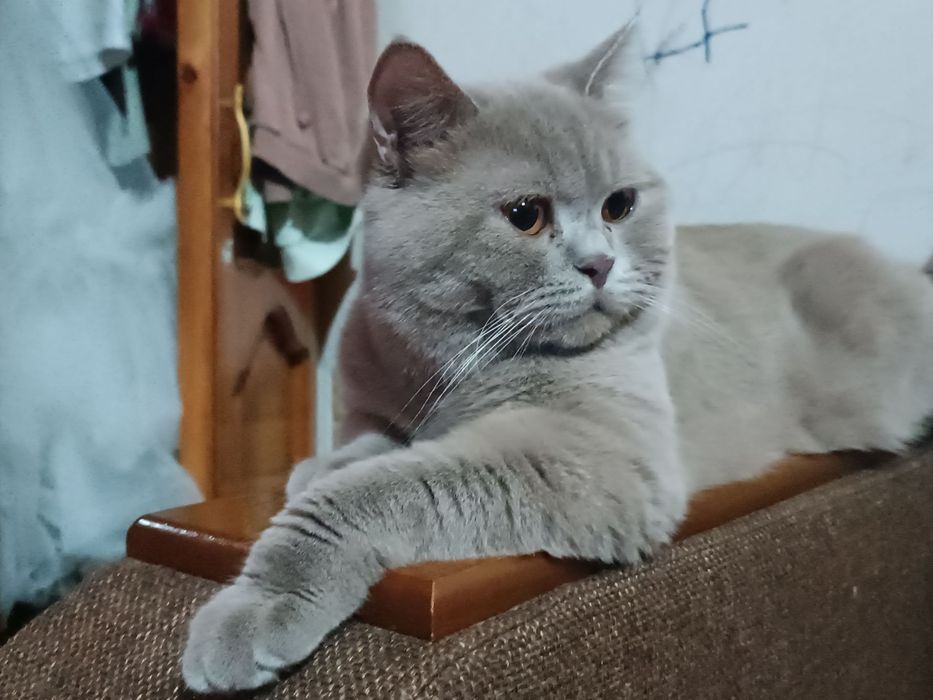 Кот и кошка O'g'il va qiz bola mushukla