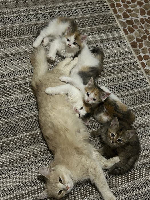 Отдам котят , все девочки