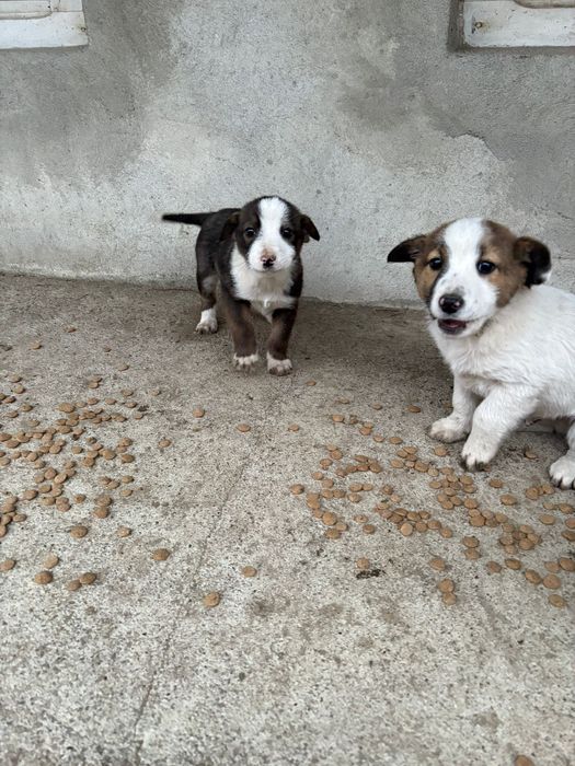 Ofertă adopție – 4 căței, 2 luni, GRATUIT