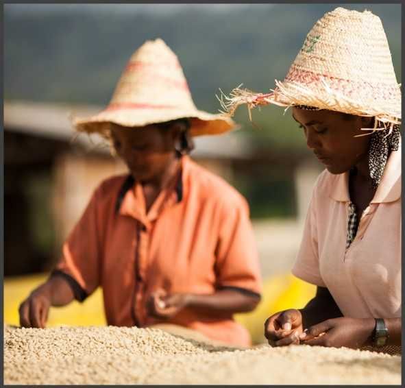 Cafea Boabe KESTAR COFFEE, ETIOPIA Sidamo Adama , 1Kg prajita