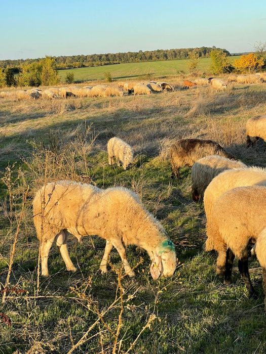 Vând berbec bergamasca original sau schimb cu oi de taiere .