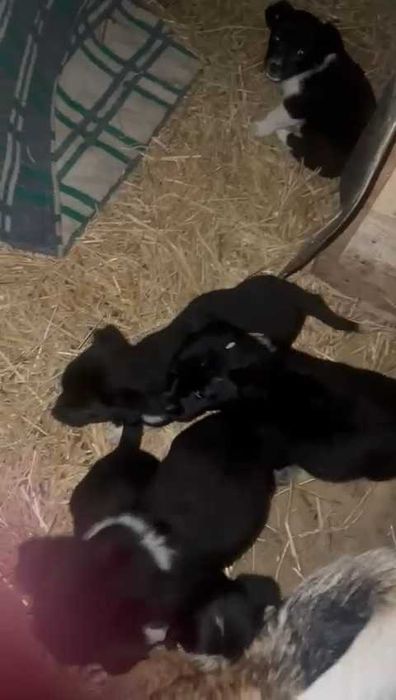 Щенки ищут любящих хозяев, с дальнейшим прослеживанием