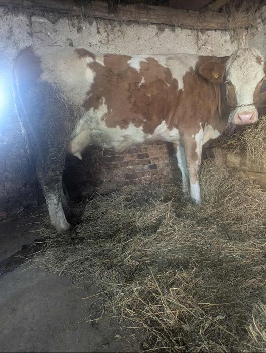 Juninca baltata romaneasca