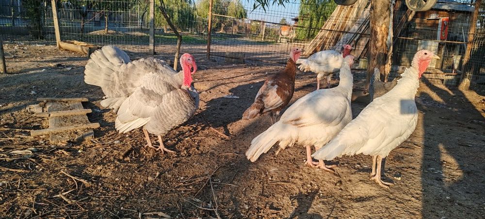 Familie Curci și curcan