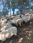 vand 60 de oi sulfoc, vand urgent