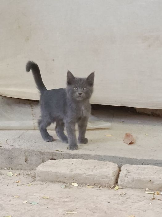 Отдам даром котят 3 месяца