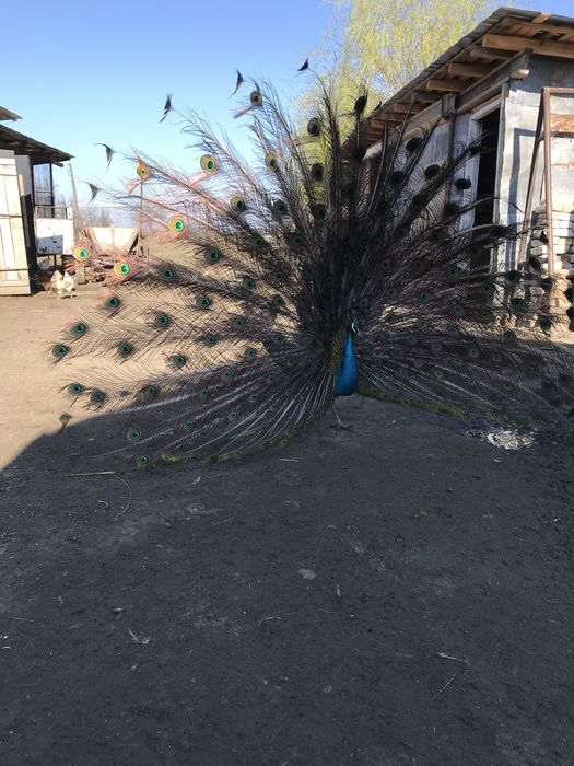 Vand sau schimb paun standard matur cu femela